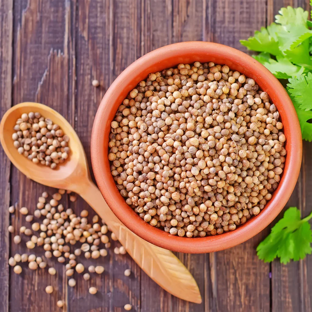 Coriander Seeds exporter from India